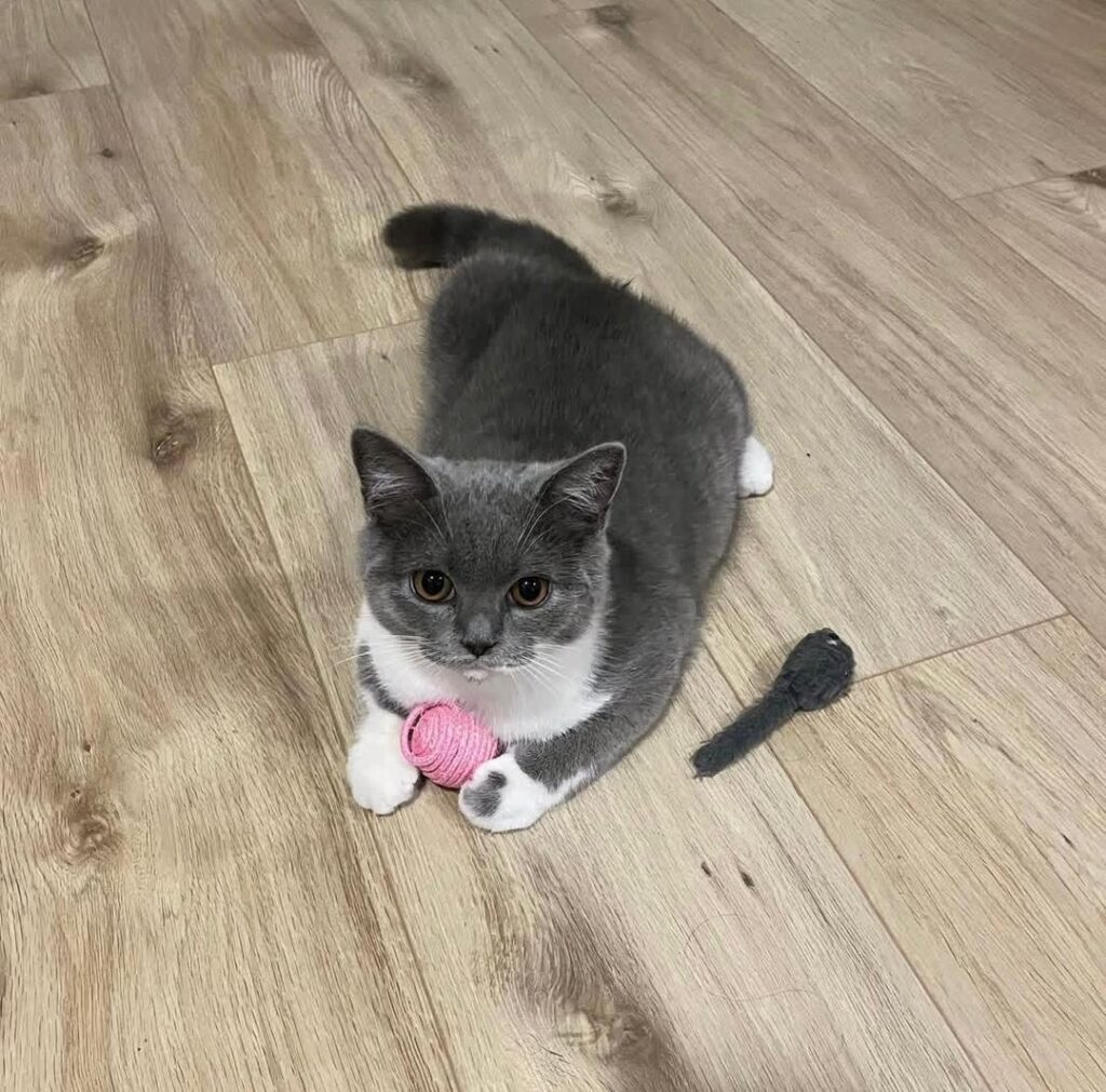 British Shorthair Kittens For Sale