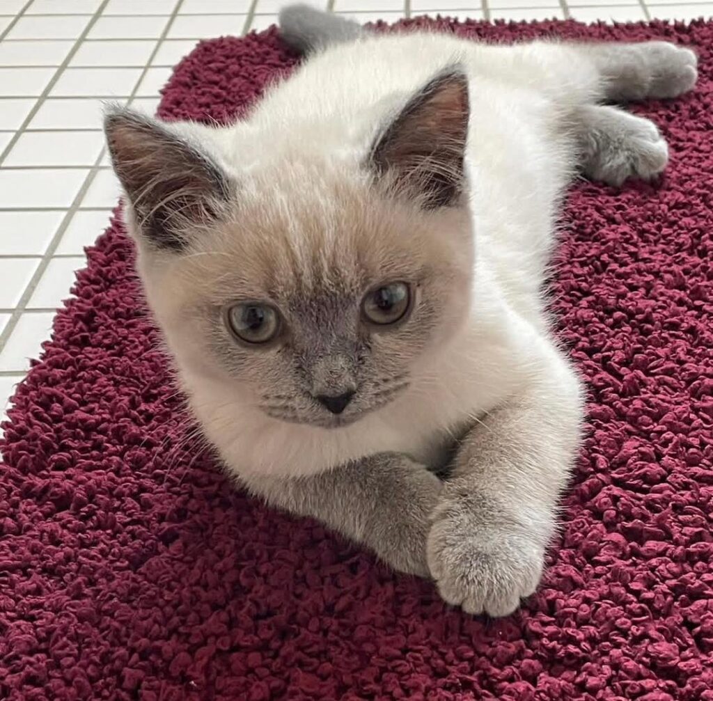 British Shorthair Kittens For Sale
