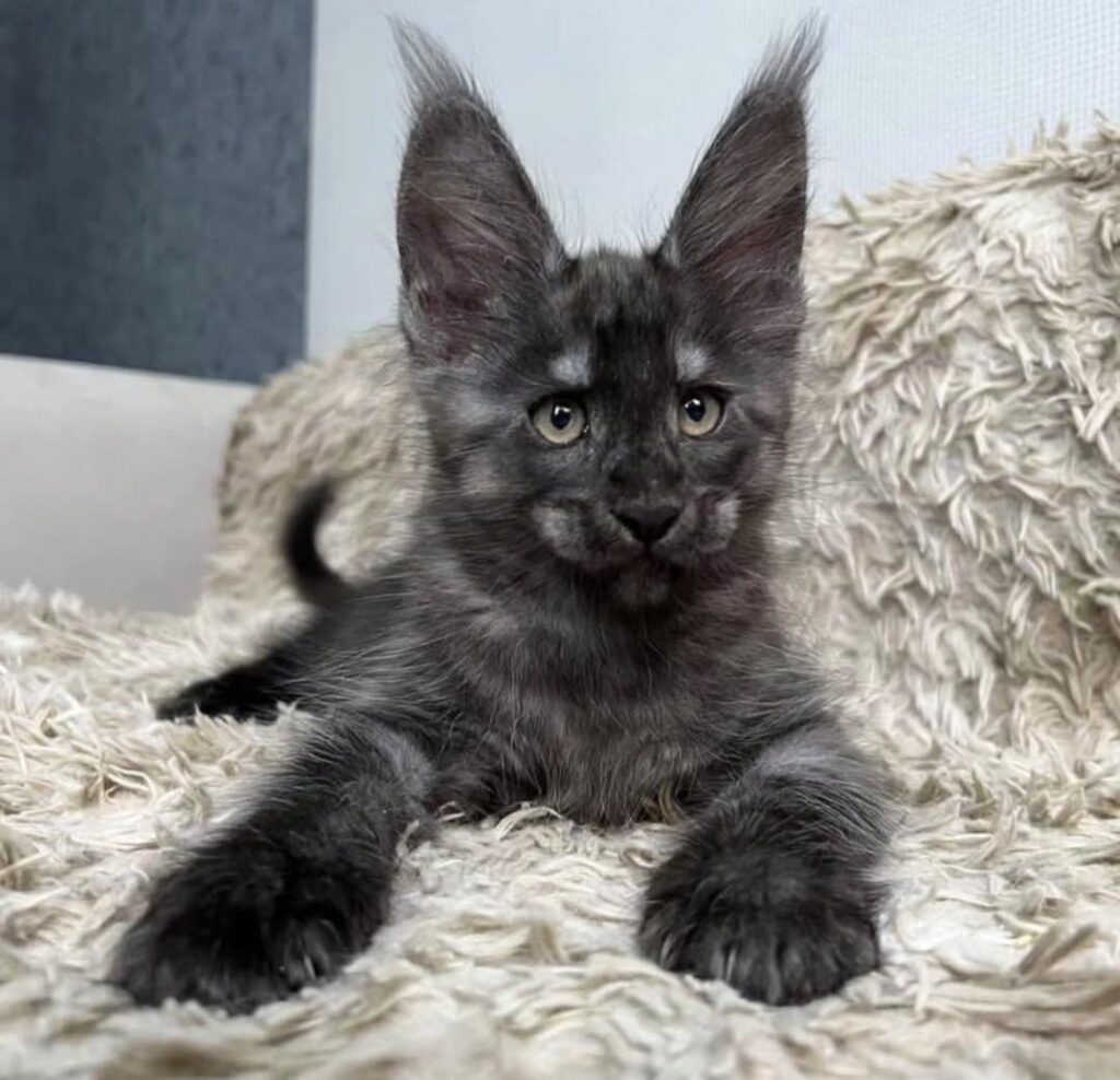Mainecoon Cat For Sale