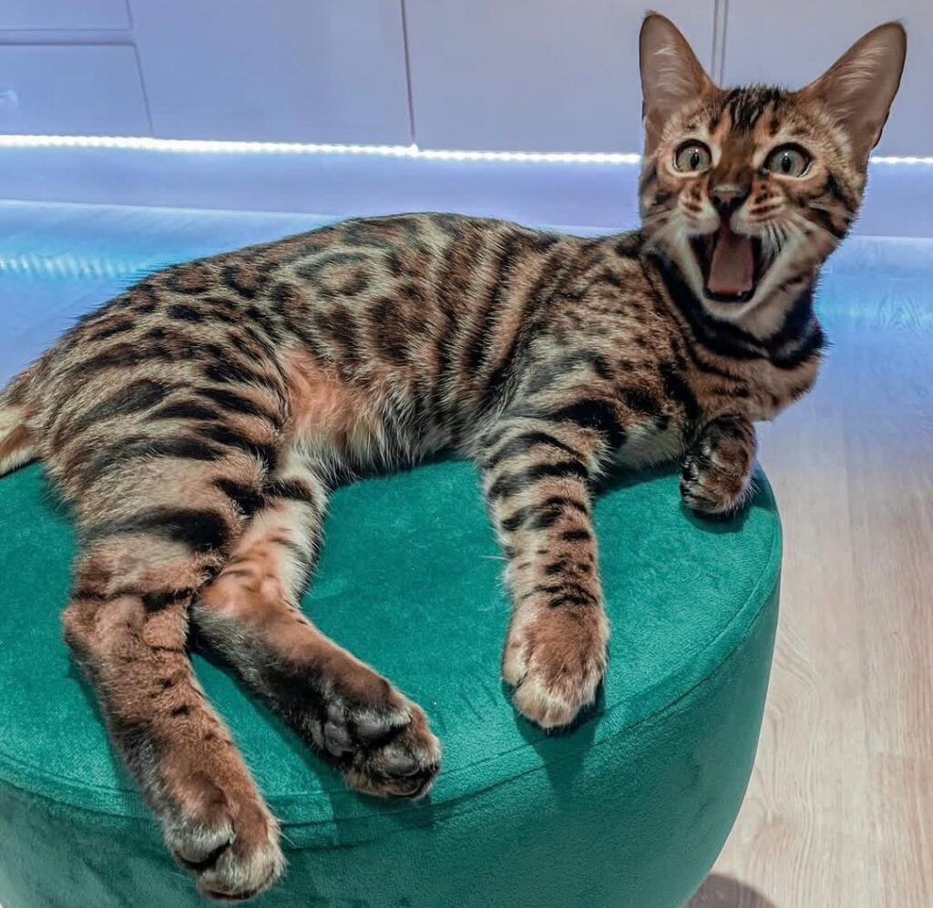 Bengal Kittens For Sale