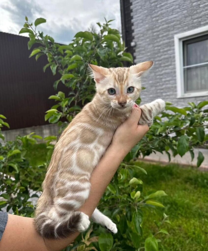 Bengal Kittens For Sale
