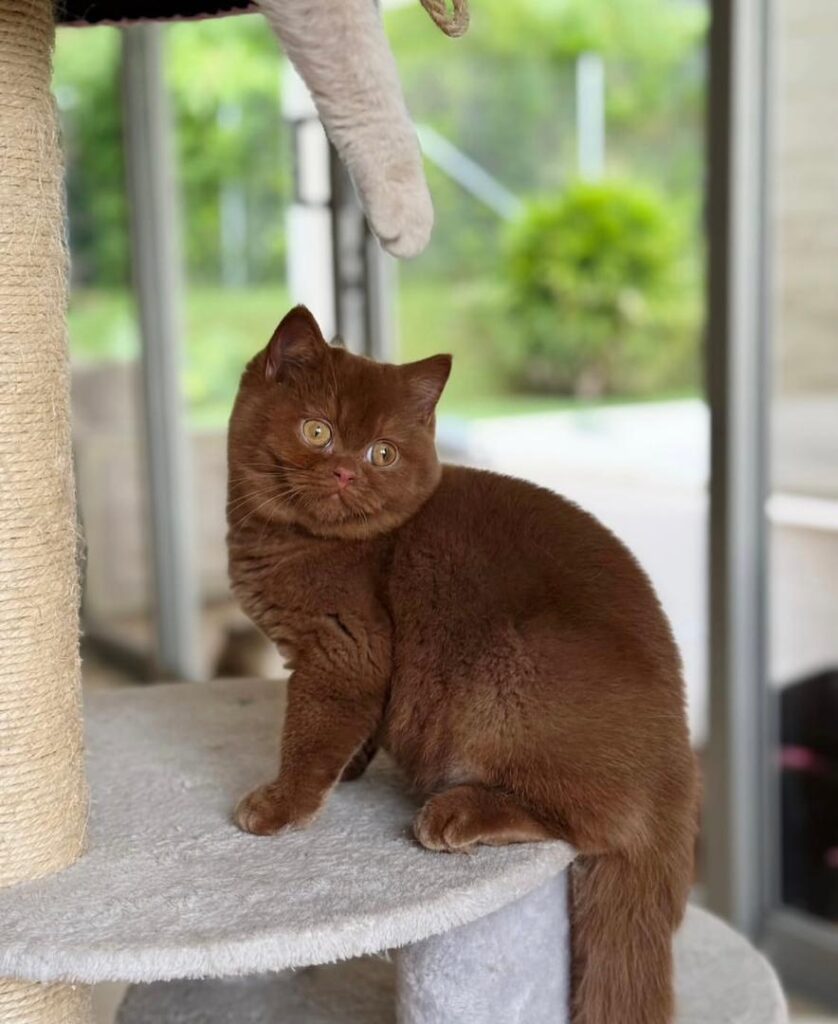 British Shorthair Kittens For Sale