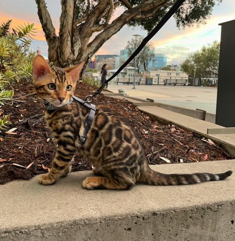 Bengal Kittens For Sale