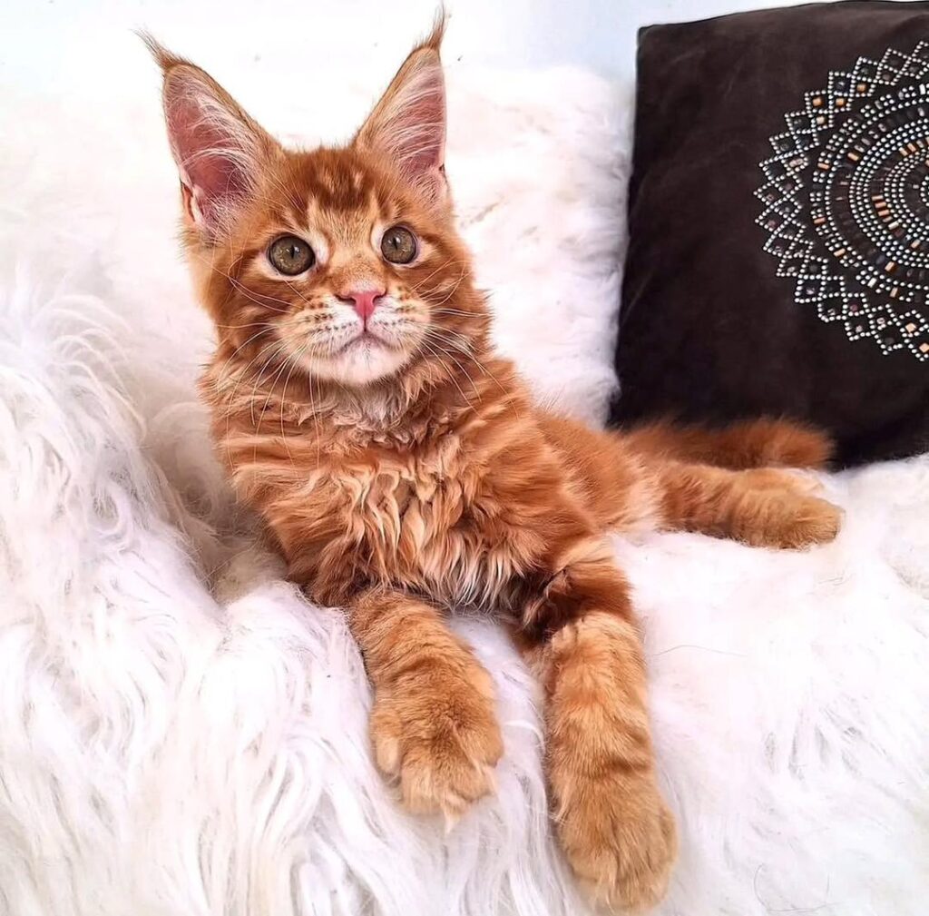 Mainecoon Cat For Sale