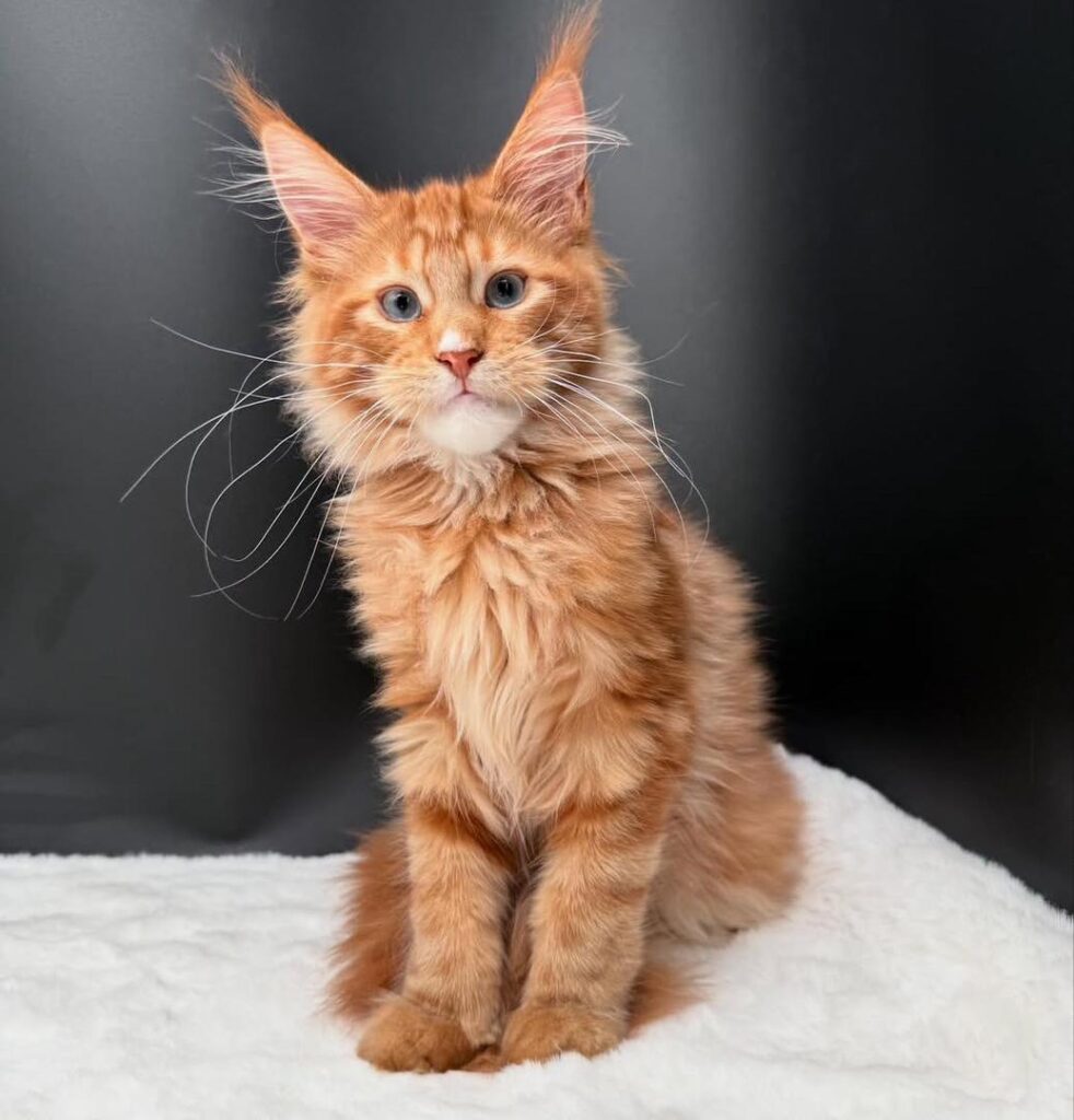 Mainecoon Cat For Sale