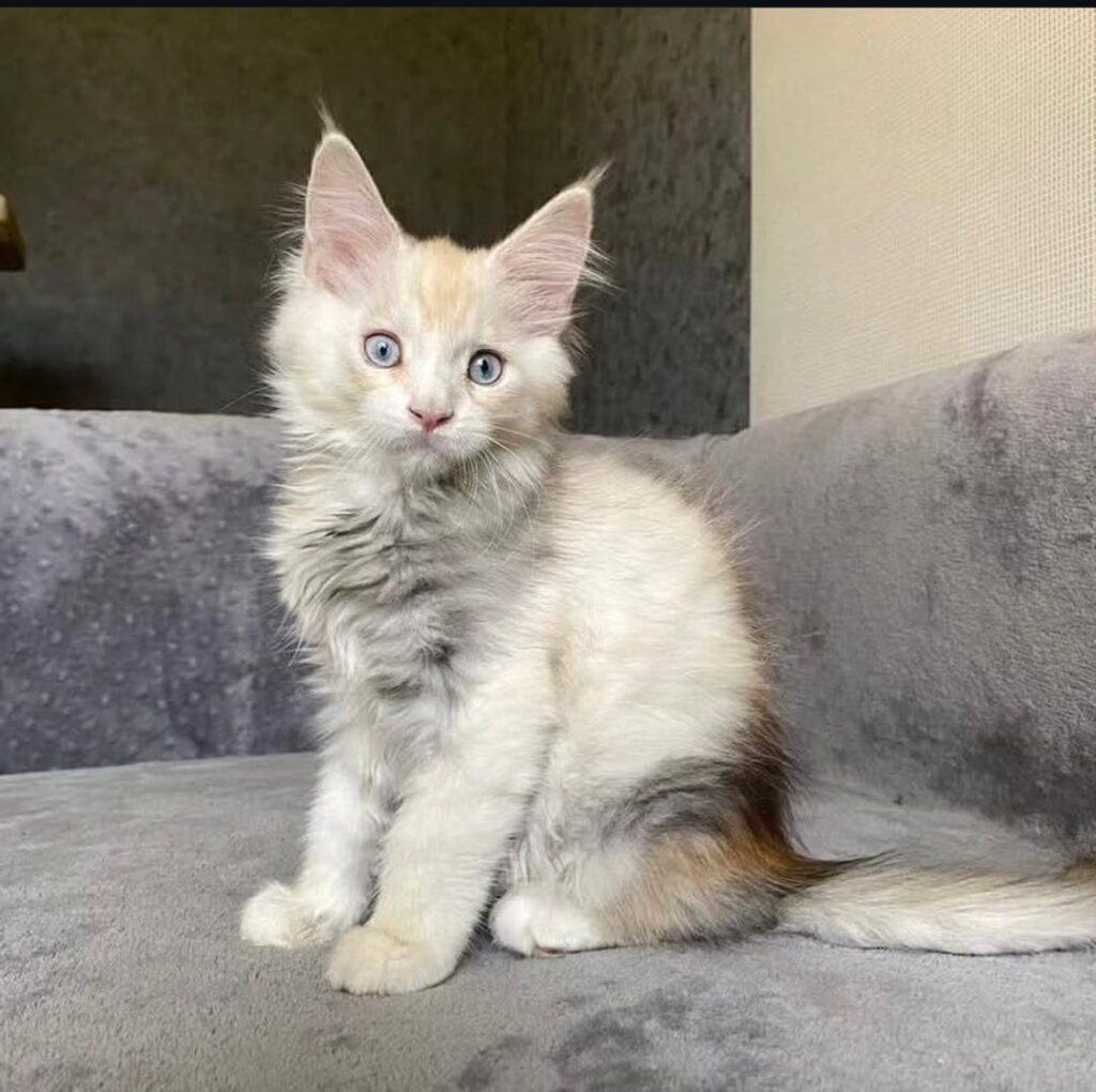 Mainecoon Cat For Sale