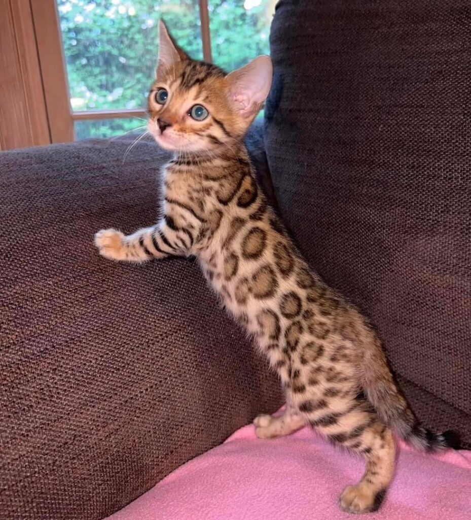 Bengal Kittens For Sale