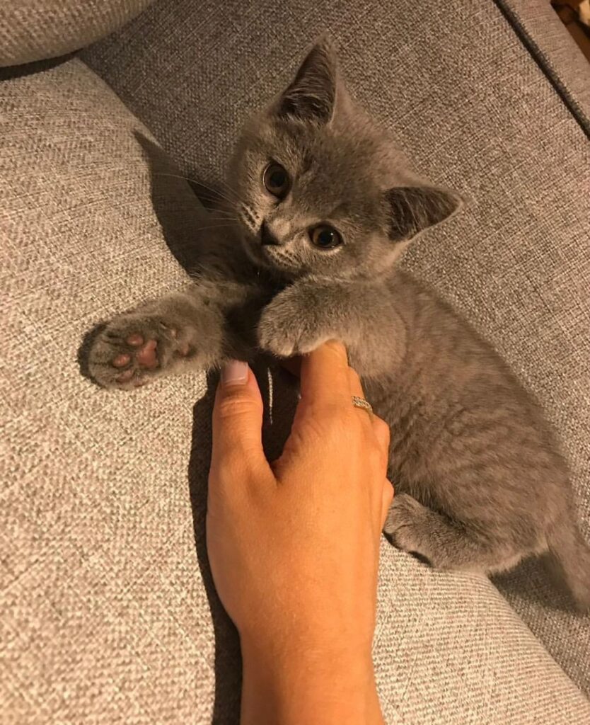 British Shorthair Kittens for sale USA