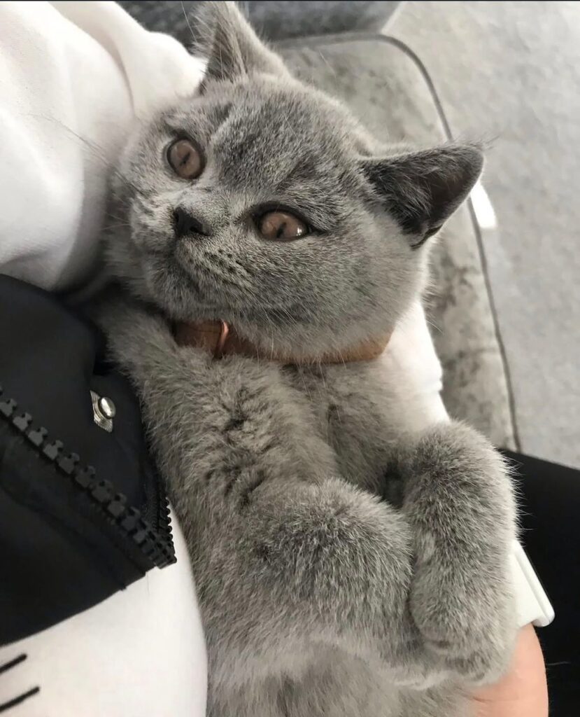 British Shorthair Kittens for sale USA