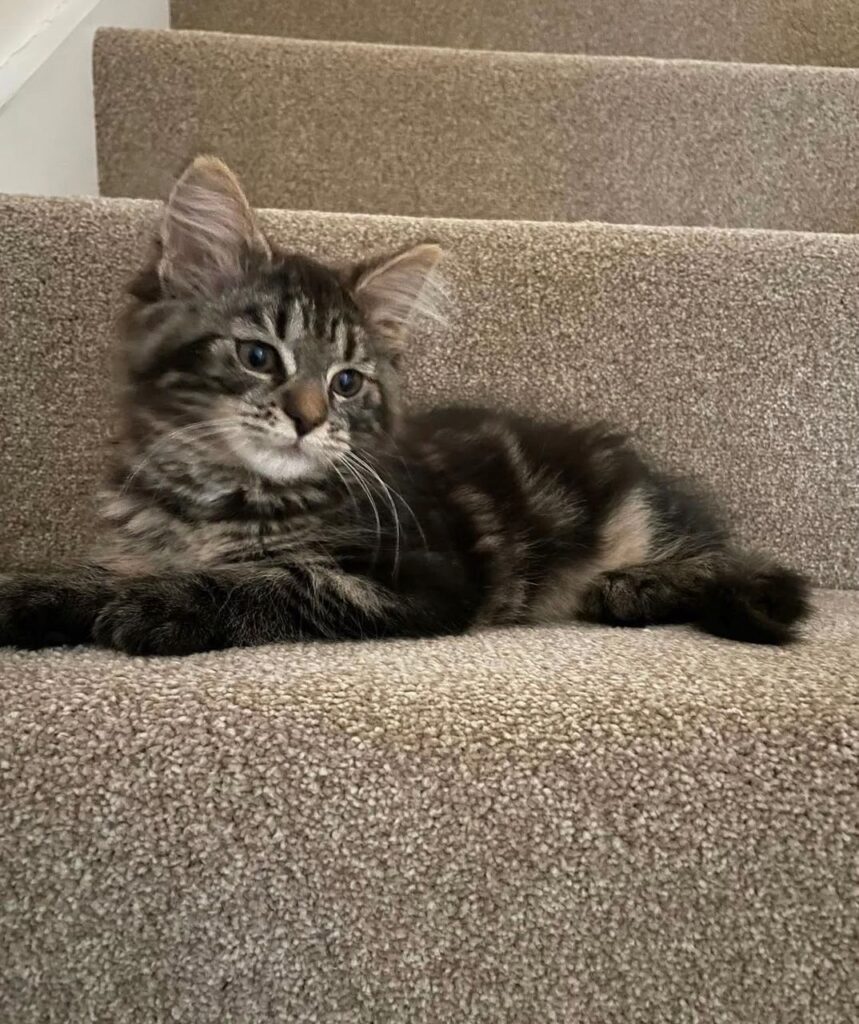 Maine Coon Kittens for sale USA