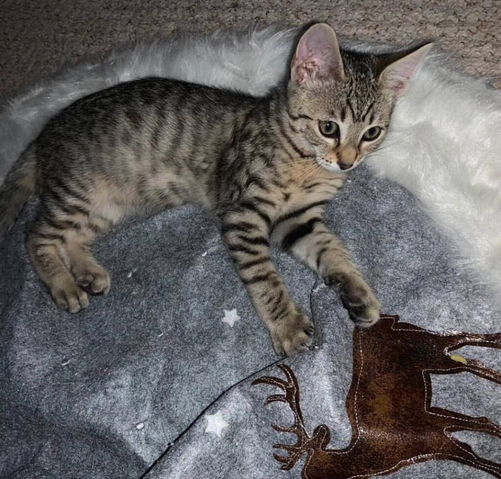Bengal Kittens for sale USA